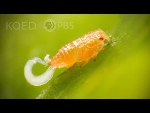 Why do citrus psyllids bribe ants with strings of candy poop.