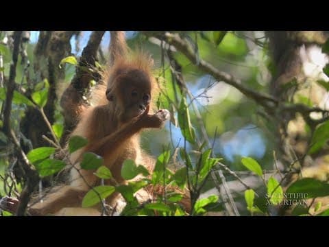 New Frizzy-Haired Orangutan Species