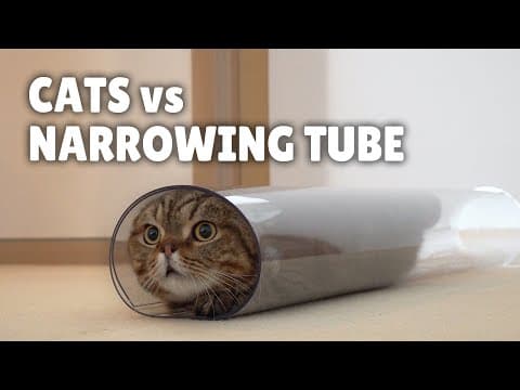 What can we learn about stress from birds