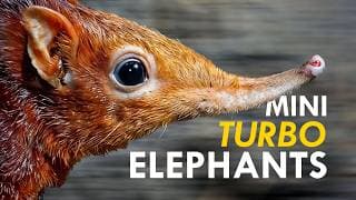 Sengi | Pocket Sized Elephant