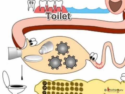 Science - मानव पाचन तंत्र क्या करता है? Human Body Digestive System - Hindi
