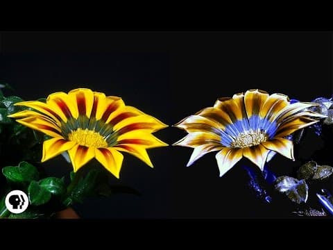 How do bees see the invisible.