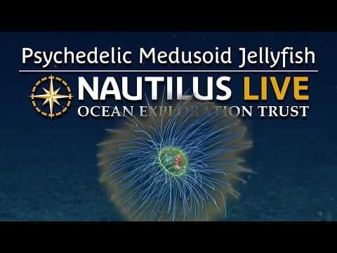 Psychedelic Medusoid Jellyfish in the Deep Sea