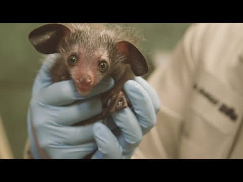 Rare Baby Aye-Aye Born at the San Diego Zoo