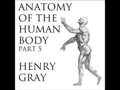 Anatomy of the human body - part 33 of 39