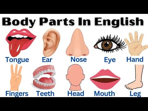 Human Body Parts in English | Parts of the Body with Pictures | Anatomy for Kids & Beginners