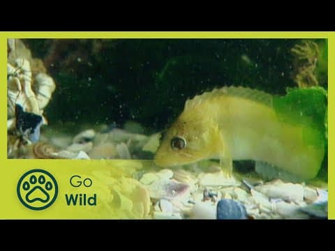 No mans land - inter - tidal zone - animal instincts