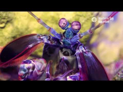 Stare Into The Eyes Of A Mantis Shrimp