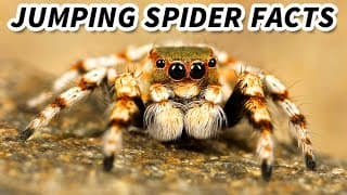 Jumping Spider Facts| the CUTEST Spiders