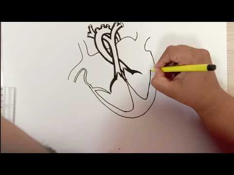 HOW TO DRAW PERFECT HUMAN HEART UNDER 15 MINS