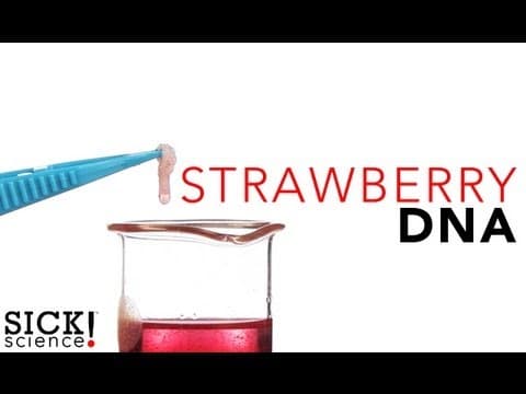 Strawberry DNA - Sick Science