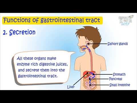 Digestive System-Part-2 | Functions of GI Tract | Science