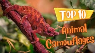 Top Ten Animal Camouflages