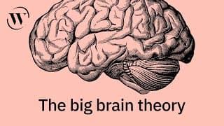 An evolutionary history of the human brain