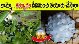 కర్పూరం ఎలా తయారు చేస్తారో తెలిస్తే మీరే ఆశ్చర్యపోతారు|How Camphor made in factory|Camphor