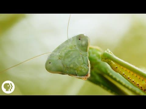 Praying Mantis Love Is Waaay Weirder Than You Think | Deep Look