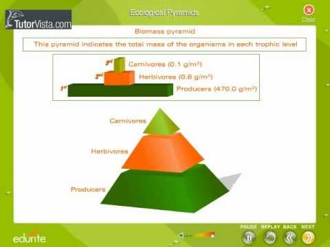 Ecological pyramids - YouTube
