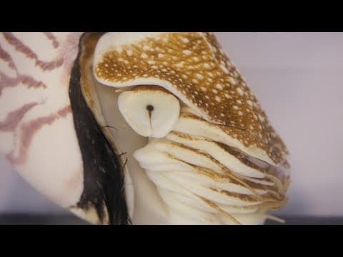 How is a nautilus different from a squid.