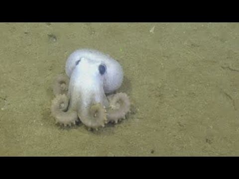 Up Close with a Graneledone Octopus