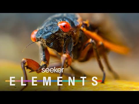 Billions of Cicadas Just Emerged After 17 Years