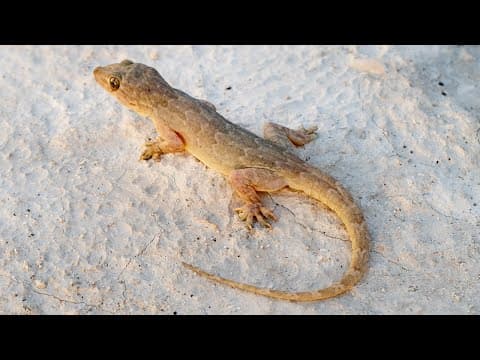 How lizards balance keeping their tails on and peeling them off - YouTube
