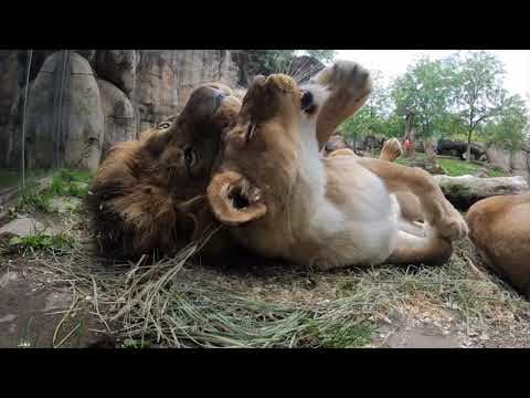 African lions snuggle and roll in fresh bedding