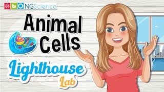 Lighthouse Lab – Animal Cells