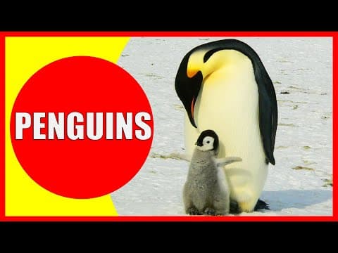 PENGUINS FOR KIDS - Penguin Facts for Children