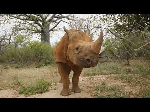 Playful Apollo, a 3-year-old rescued orphan rhino