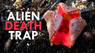 Hydnora| A Parasite Straight Out of a Sci-fi Movie