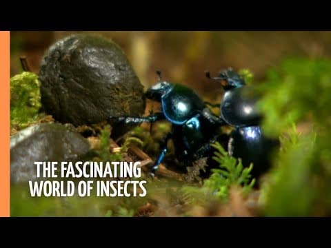 The fascinating world of insects