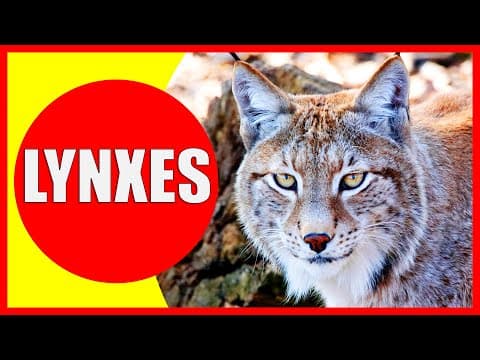 LYNXES FOR KIDS - Lynx Facts for Children