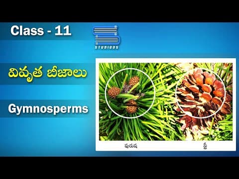 వివృత బీజాలు | Gymnosperms - Pinus Plant - Plant Kingdom