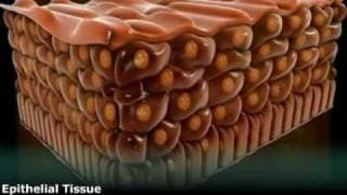 Class XI, Biology, Epithelial Tissue