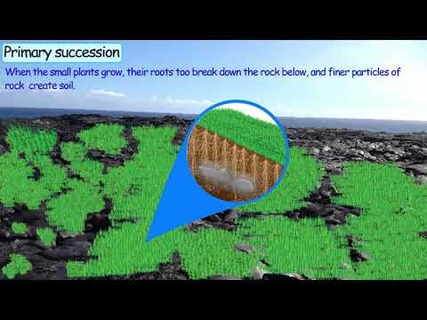 Primary Succession - Our Ecosystem Part-6