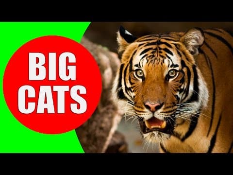 BIG CATS for Children - Tiger Lion Jaguar Leopard Cheetah Puma