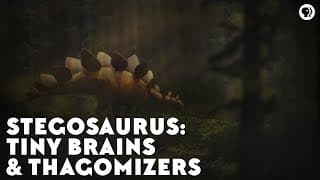 Stegosaurs | Tiny Brains And Thagomizers