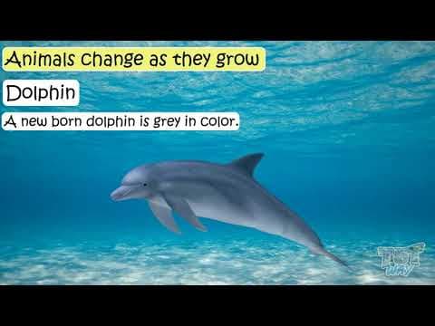 Animals' Growth and Changes | Science