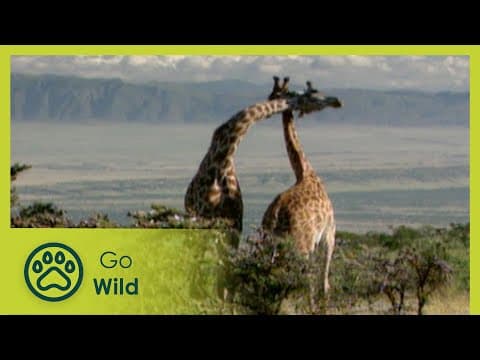 On the plains - savannah landscapes