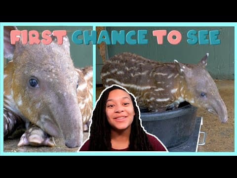 The Cutest ﻿Baby Baird's Tapir