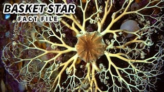 Basket Star Facts | FANCY Brittle Stars