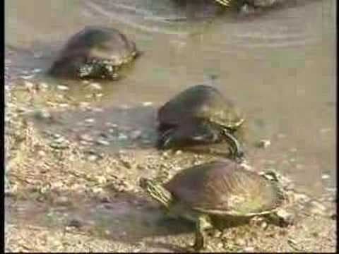 What is an Ecosystem