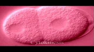 Eukaryotic Cell Cycle Biology  Genetics