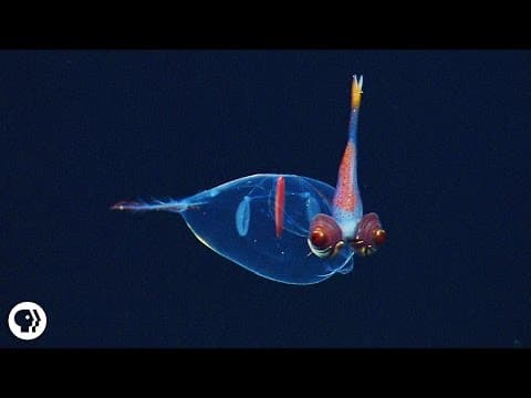 8 Incredible Deep Sea Oddities!