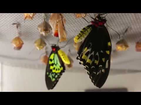 Witnessing Butterflies Emerge | California Academy of Sciences