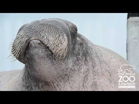 E.T. the Walrus practices his vocalizations at Point Defiance Zoo and Aquarium