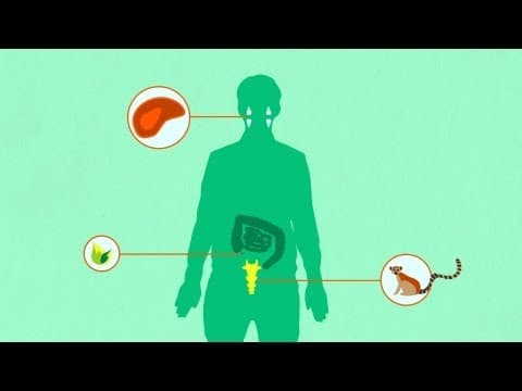 Vestigial Structures - YouTube