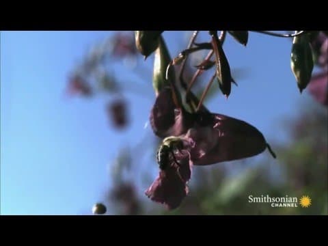 Seed Dispersal by Explosion - YouTube