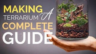 How to make a terrarium | A complete guide