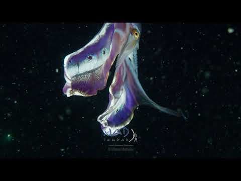 The Blanket Octopus and its AMAZING Blanketandand